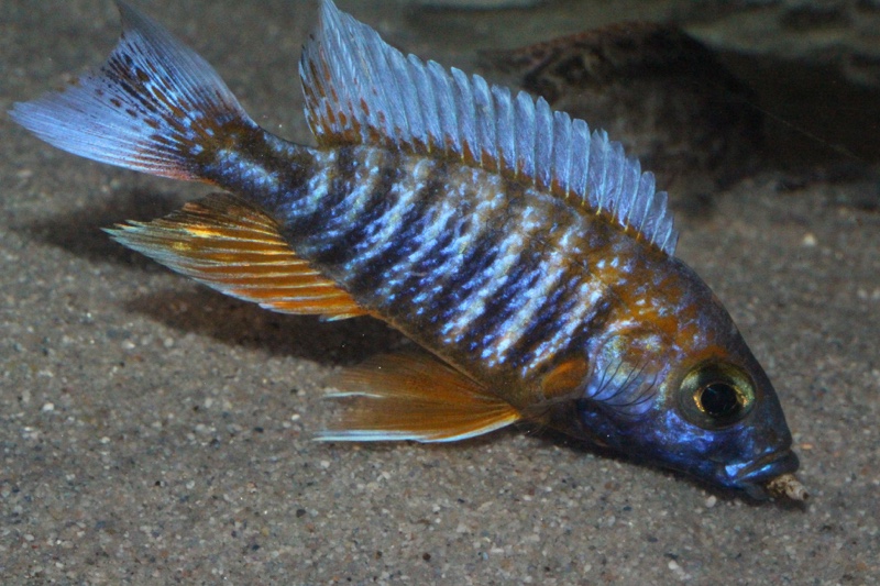 Aulonocara jacobfreibergi 'Cape Maclear'